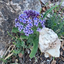 Another beautiful flower on Sierra de los Pinos